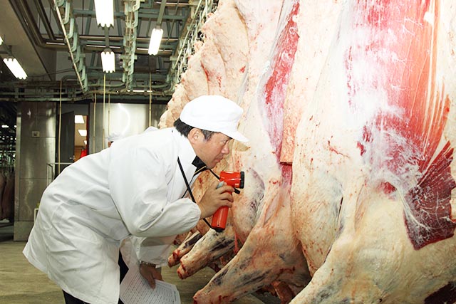 枝肉の目利きの様子